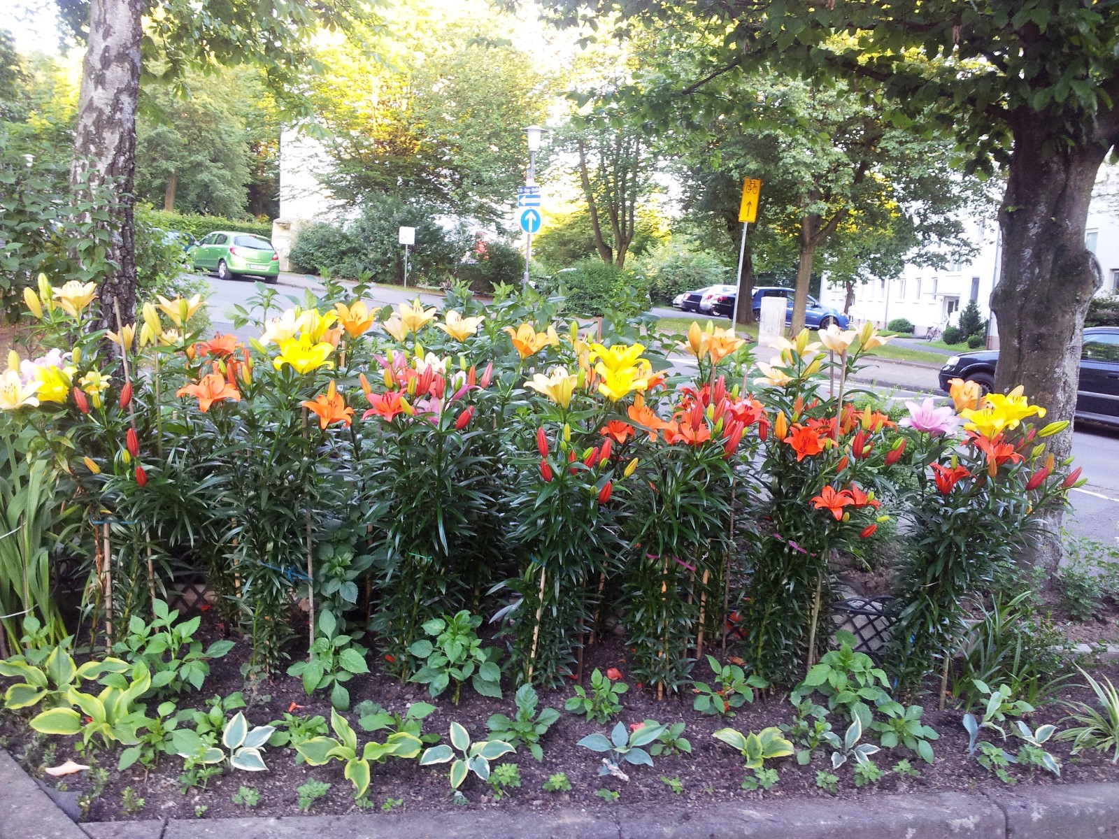 20170618_204920_Lilien weit_Dr Kopp Straße