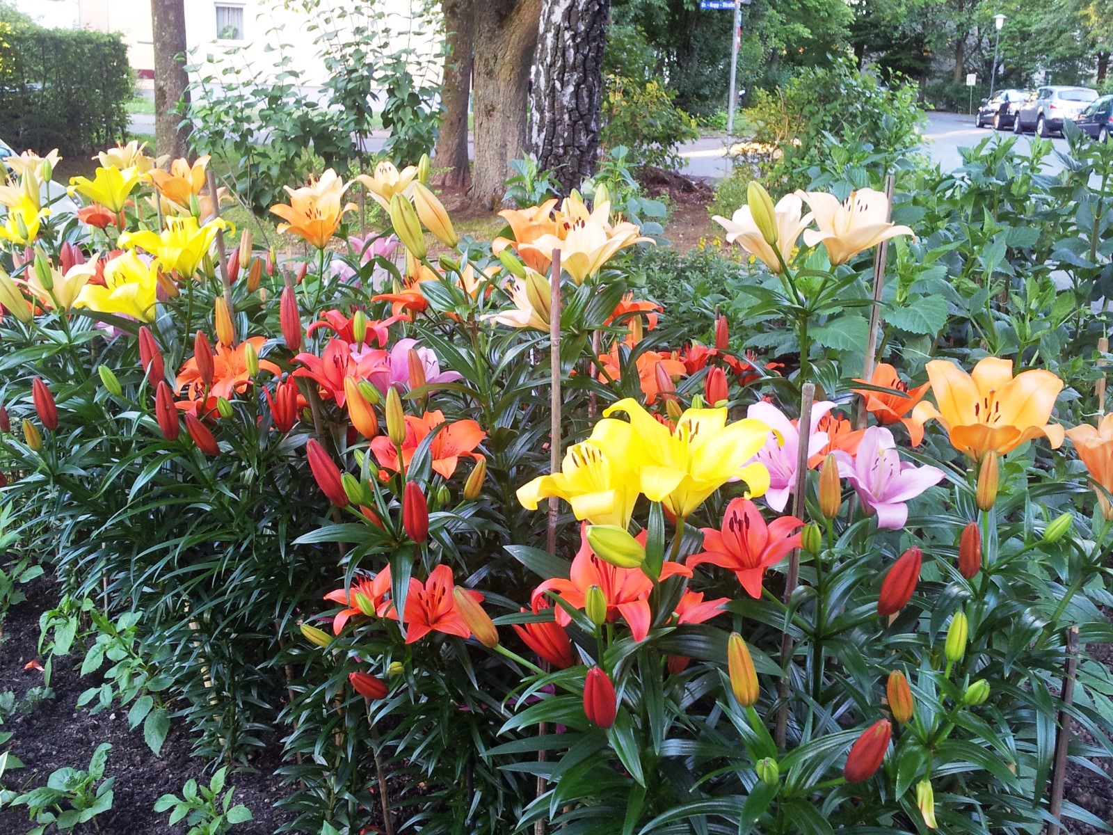 20170618_205202_Lilien nah_Dr Kopp Straße