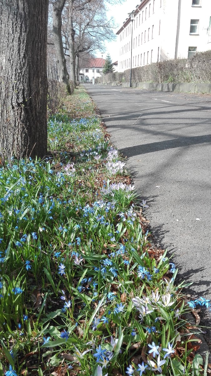 Am Kleegarten Frühlingsblumen
