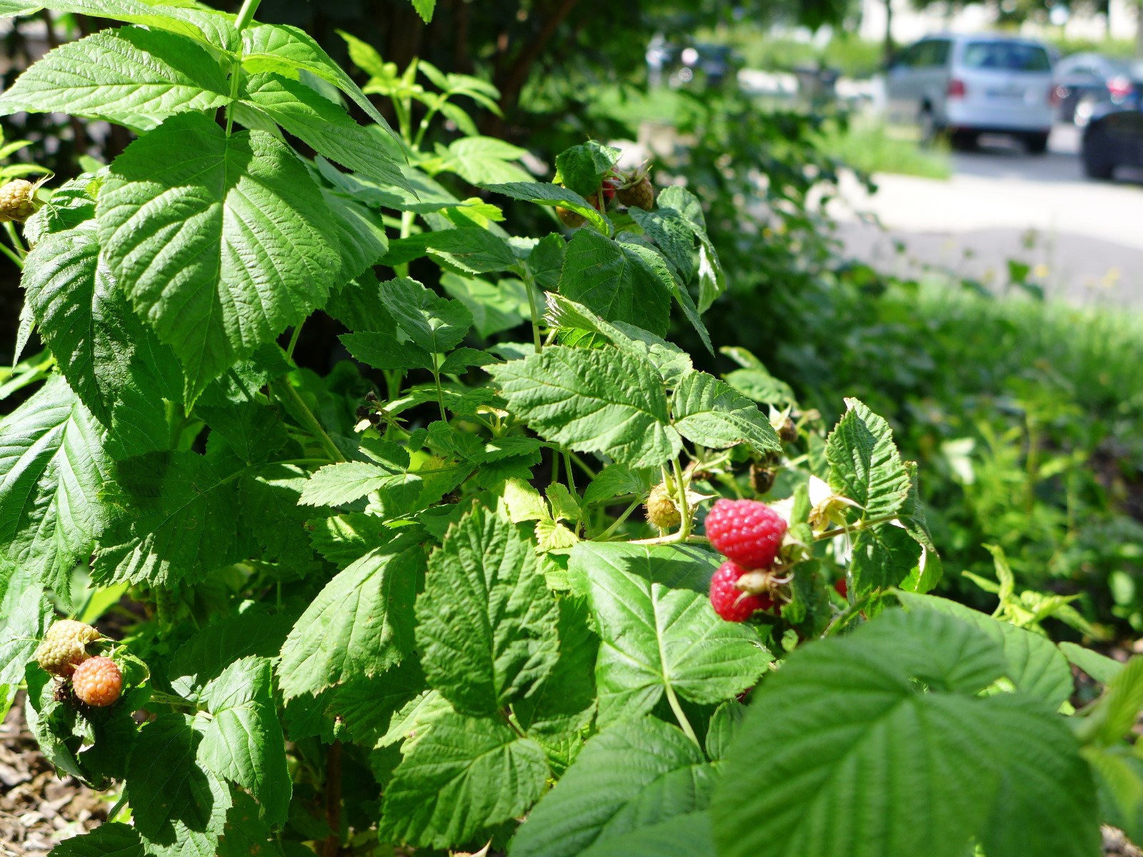 p1070026.jpg