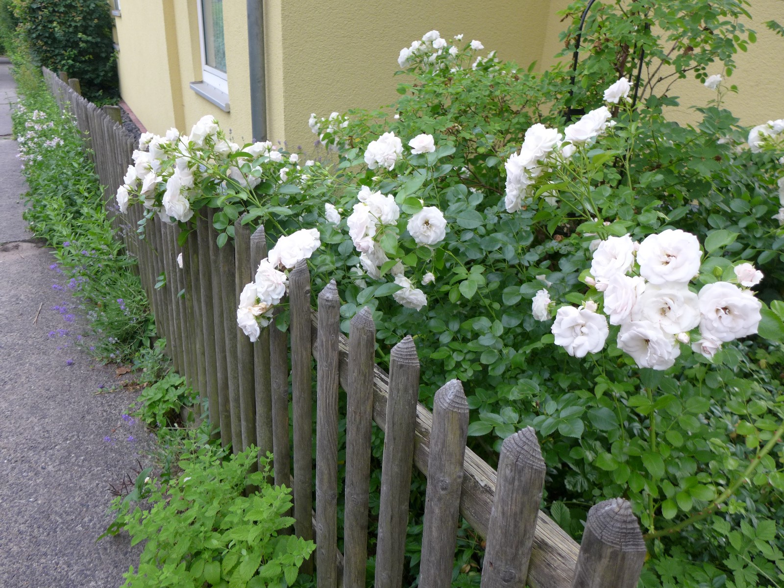 Nr.1 - Frau Stein - Adalbert-Stifter-Str.