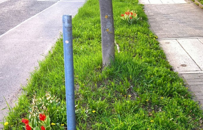 Tulpen Schillertsr_2018