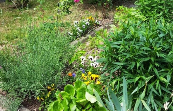 Nr.17 - Bernhard Sczekalla - Gallasiniring