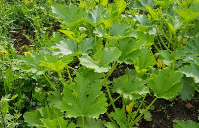 Nr.8 - Familie Kefa - Dientzenhoferstr.