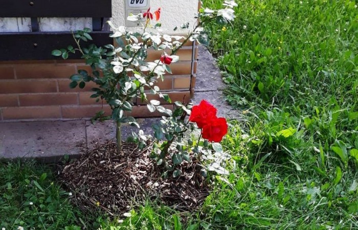 Nr.23 - Frau Zichler - Michael-Henkel-Str.