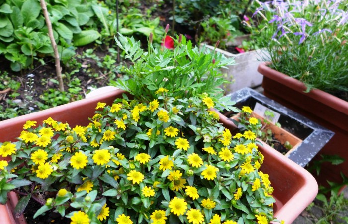 Nr.22 - Stein & Jan - Schillerstr.