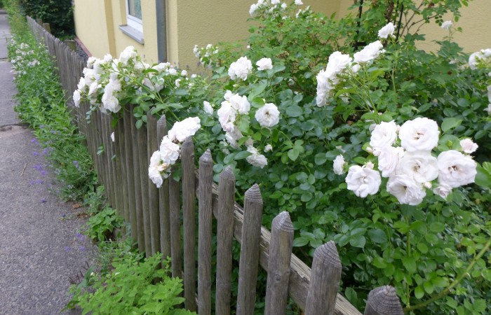 Nr.1 - Frau Stein - Adalbert-Stifter-Str.