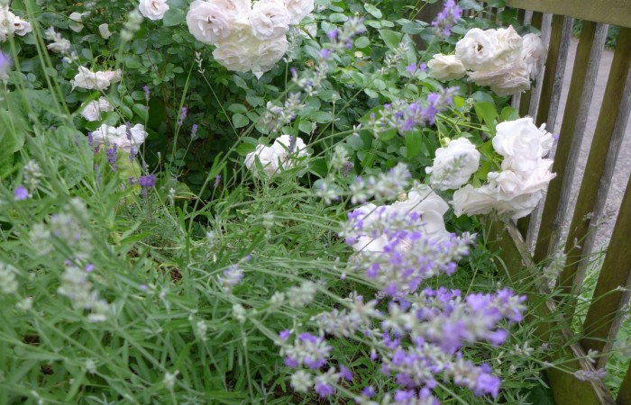 Nr.1 - Frau Stein - Adalbert-Stifter-Str.