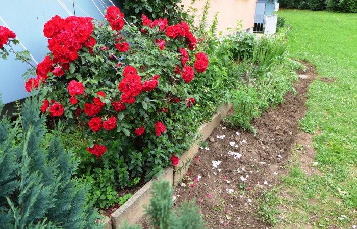 Nr.10 - Irma Gelwer - Dr.-Kopp-Str.