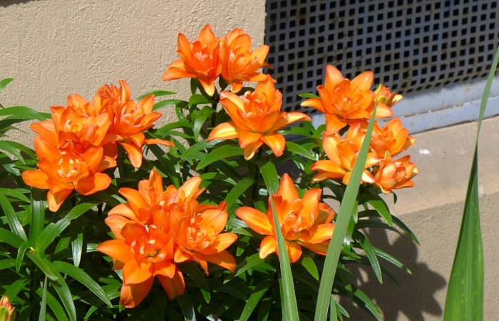 Nr.15 - Frau Baars - Dr.-Kopp-Str.