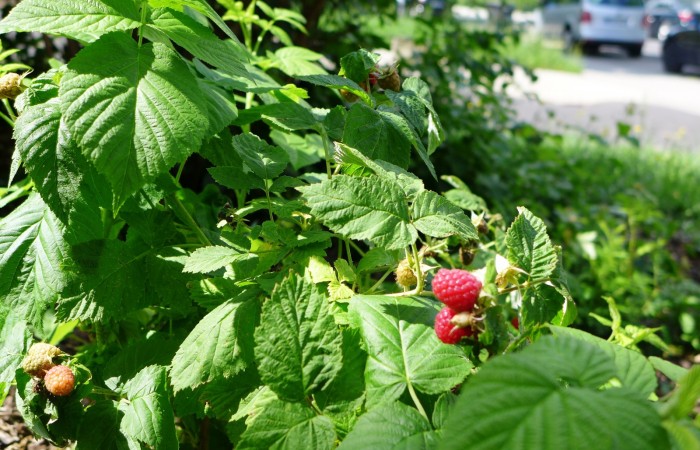 Nr.13 - Lydia Eckhard - Dr.-Kopp-Str.