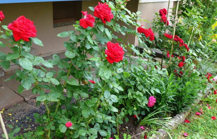 Nr.11 - Rosa Leichtling - Dr.-Kopp-Str.