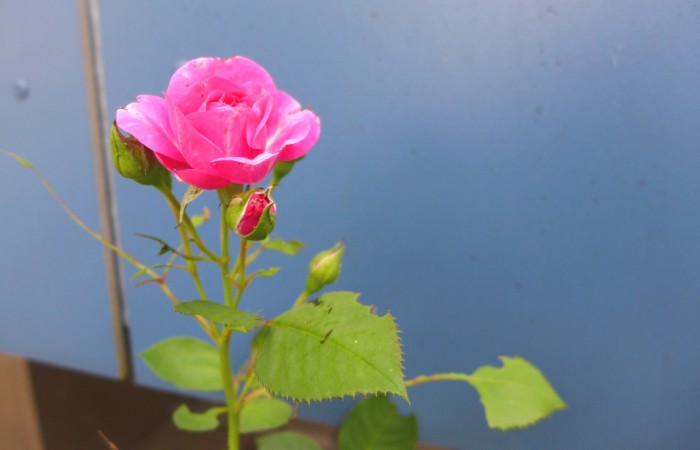 Nr.11 - Rosa Leichtling - Dr.-Kopp-Str.