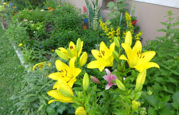 Nr.27 - Frau Mackert - Dr.-Kopp-Str.