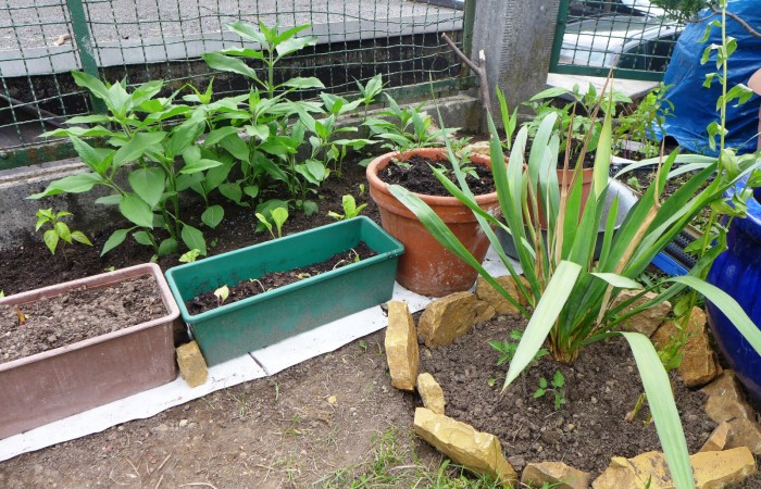 Nr.16 - Ruhsev Bayar - Gallasiniring