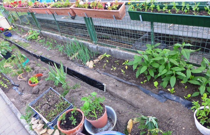 Nr.16 - Ruhsev Bayar - Gallasiniring